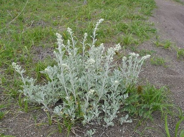 wormwood សម្រាប់ការព្យាបាលនៃ osteochondrosis ឆ្អឹងខ្នង